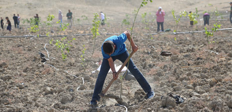 رزان زعيتر زرعت مليوني شجرة لتصون أرض فلسطين